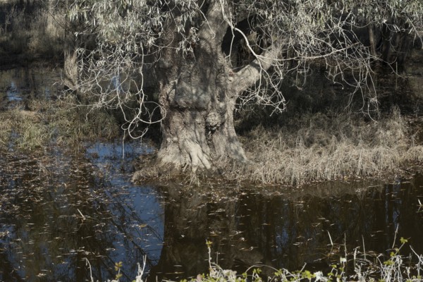 Flood water marked vegetation in the Gornje Podunavlje nature park beside the River Danube, an important conservation and Ramsar wetland in Serbia
