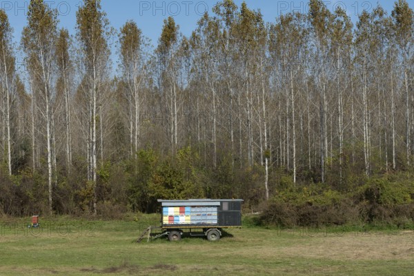 Bee hives mounted on a farm trailer located beside the River Danube near the Serbian town of Apatin, a natural reserve popular with hikers and cyclists. Serbia