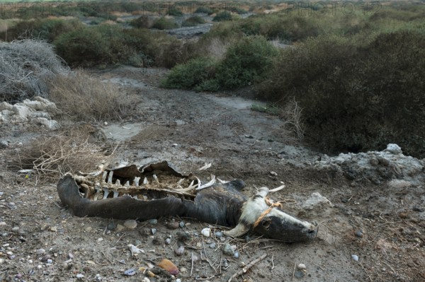 A decomposing corpse of water buffalo that died of malnutrition during a harsh drought in the southern marshlands of Iraq near the Euphrates River in the town of Al Chibayish. Middle East