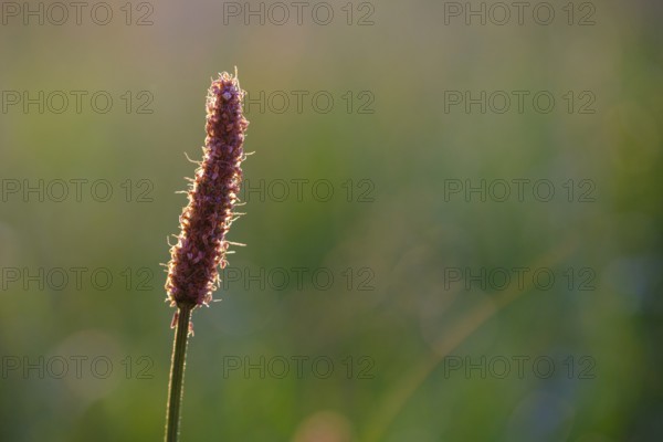 Grasses in morning light, plants, Upper Bavaria, Bavaria, Germany