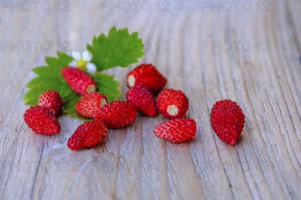Walderdbeeren, Fruits, Food, Upper Bavaria, Bavaria, Germany