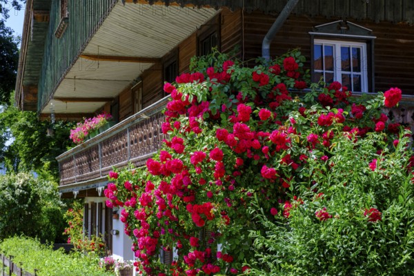 Old farmhouse, farmhouse with roses, Rimslrain, near Bad Töz, Tölzer Land, Upper Bavaria, Bavaria, Germany