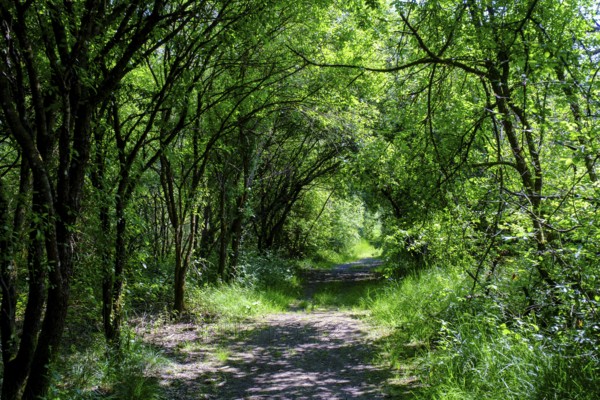 Moorlehrpfad Freimoos, bei Amerang, Chiemgau, Upper Bavaria, Bavaria, Germany