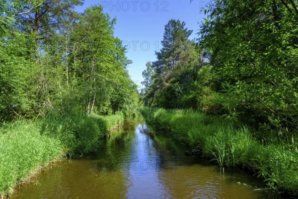 Zillhamer Achen, Moorlehrpfad Freimoos, bei Amerang, Chiemgau, Upper Bavaria, Bavaria, Germany