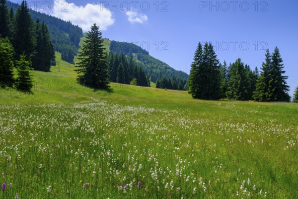 Wollgraswiesen, an der Buronhütte, near Wertach, Oberallgäu, Allgäu, Swabia, Bavaria, Germany