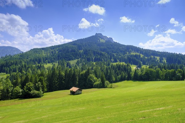 Meadows on the Stubental Alpe, near Jungholz, Oberallgäu, Allgäu, Tyrol, Austria