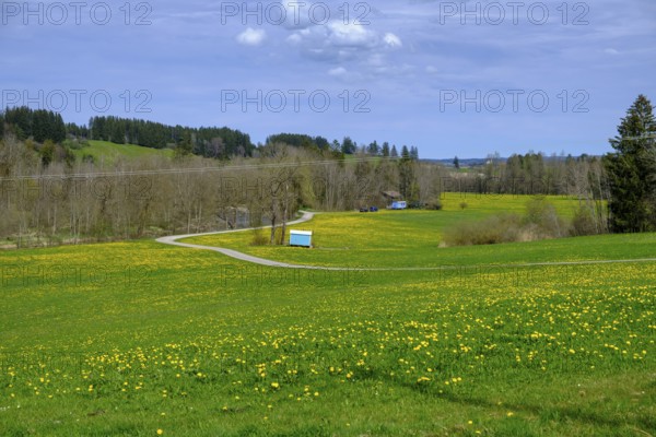 Eschenau, bei Schwenden, Ostallgäu, Swabia, Bavaria, Germany