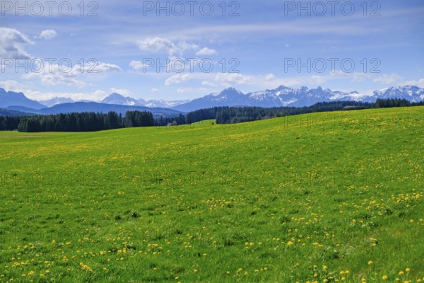 Dandelion Meadows, Osterried bei Bertoldshofen, Ostallgäu, Swabia, Bavaria, Germany