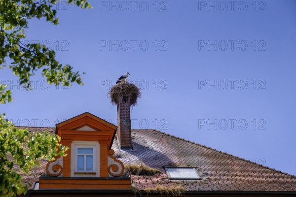 Stork nest, Bad Wurzach, Upper Swabia, Swabia, Baden-Württemberg, Germany