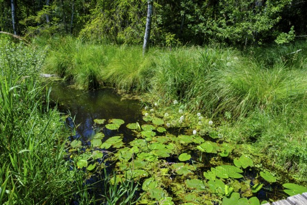 Wurzacher Ried, Bad Wurzach, Upper Swabia, Swabia, Baden-Württemberg, Germany