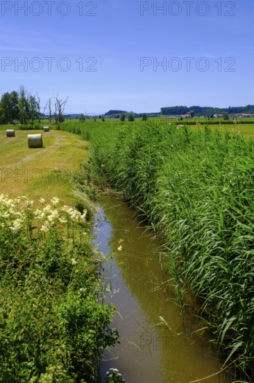 Wurzacher Ache bei Eckhalden, Herrgottsried, Upper Swabia, Swabia, Baden-Württemberg, Germany