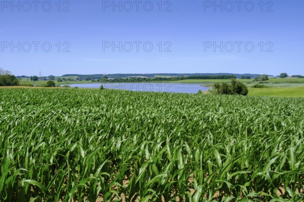 Rohrsee near Rohrbach, Upper Swabia, Swabia, Baden-Württemberg, Germany