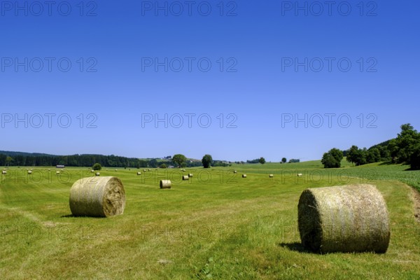 Hay bales bei Eckhalden, Herrgottsried, Upper Swabia, Swabia, Baden-Württemberg, Germany