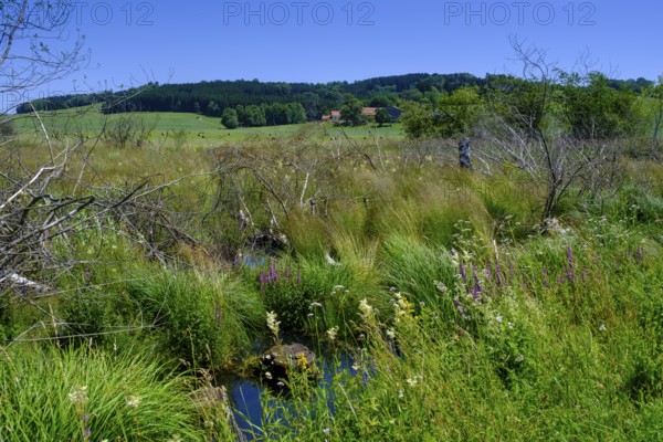 Moor, swamp meadows, Herrgottsried, near Eckhalden, Upper Swabia, Swabia, Baden-Württemberg, Germany