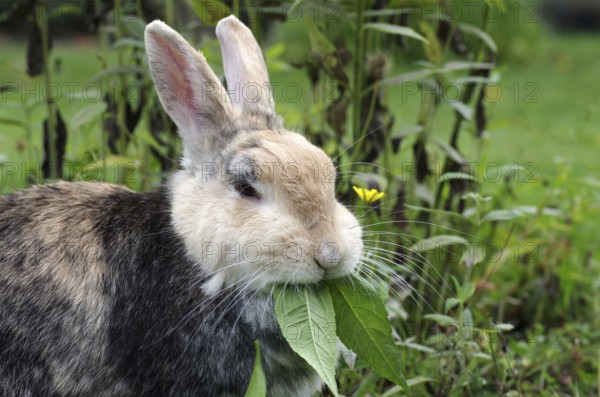 Domestic rabbit (Oryctolagus cuniculus domestica), portrait, garden, eating, The rabbit eats Jerusalem artichoke leaves