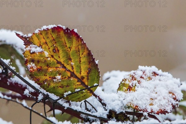 Snow-covered leaves of the dog rose (Rosa canina) in bright colours in winter, Baden-Württemberg, Germany