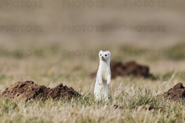 Ermine (Mustela erminea), adult in white winter coat standing upright on its hind legs in a field in grassland between molehills, Hesse, Germany