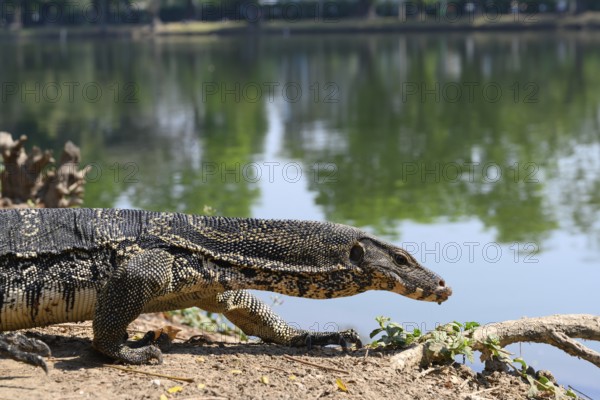 Large monitor lizards, the water monitor is a common sight beside or swimming in the lake at Lumphini Park, Bangkok, Thailand