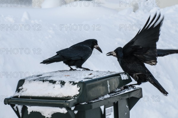 Two rooks (Corvus frugilegus) looking for food on a garbage can in winter and snow in Ystad, Skåne County, Sweden, Scandinavia