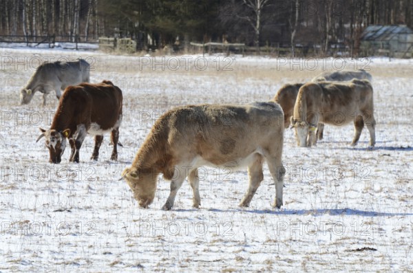 Year-round outdoor Charolais cattle forage in the snow in winter in Ystad, Skåne County, Sweden, Scandinavia