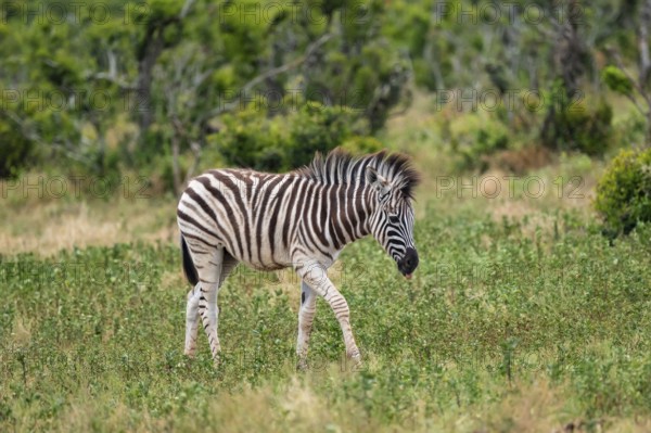 Juvenile, Burchell's zebra (Equus quagga burchelli), Addo Elephant National Park, Eastern Cape, South Africa
