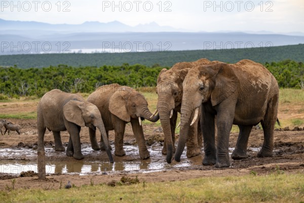 Herd of elephants with young animal drinking at the waterhole, African elephant (Loxodonta africana), Addo Elephant National Park, Eastern Cape, South Africa
