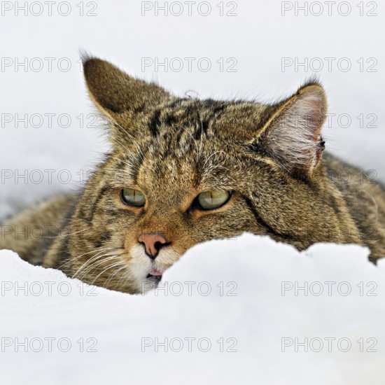 European wildcat or forest cat (Felis silvestris silvestris), sitting in the snow, captive, Switzerland