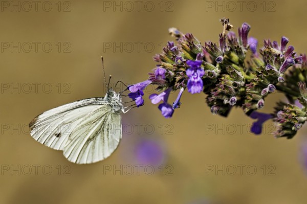 Rape white butterfly (Pieris napi) on the flower of catmint (Nepeta fassenii), Switzerland
