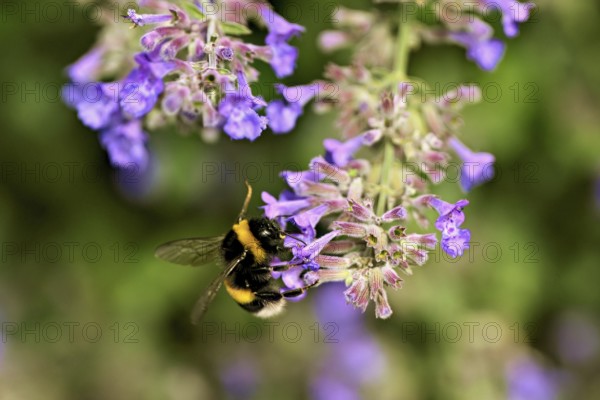 Large earth bumblebee (Bombus terrestris), on the flower of catnip (Nepeta fassenii), Switzerland