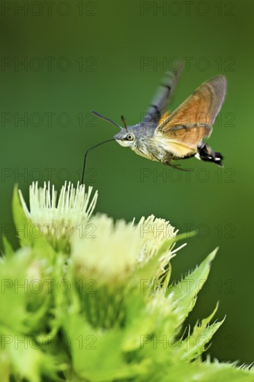 Dove's tail (Macroglossum stellatarum), flies on the flower of cabbage thistle (Cirsium oleraceum), Meienberg, Canton Aargau, Switzerland