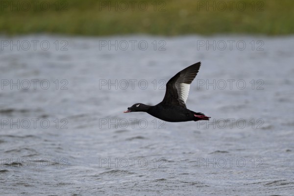 Kamchatka Velvet Scoter (Melanitta stejnegeri), Kamchatka Velvet Scoter, Stejneger's scoter, Siberian Scoter, male flying over the water surface of Lake Baikal, Khuvsgul Lake, Mongolia