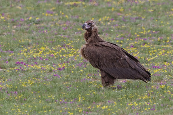 Black Vulture (Aegypius monachus), close-up, adult bird standing in yellow and purple flowering meadow in Mongolian steppe, Bulgan, Mongolia
