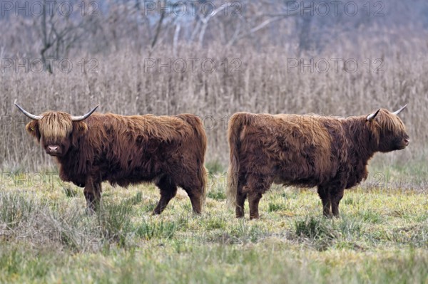 Two Highland cattle (Bos taurus), adult standing in a meadow, Reussspitz nature reserve, Maschwanden, Canton of Zurich, Switzerland