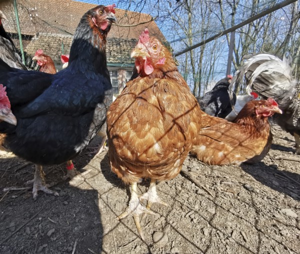 Close-up of curious chickens (gallus gallus domesticus) outdoors on a farm, sun shining, Franconian Forest nature park Park