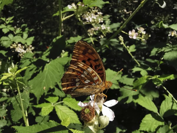 A large mother-of-pearl butterfly (argynnis aglaja) with orange-coloured wings sits on white flowers in the greenery, Thuringian Forest nature park Park
