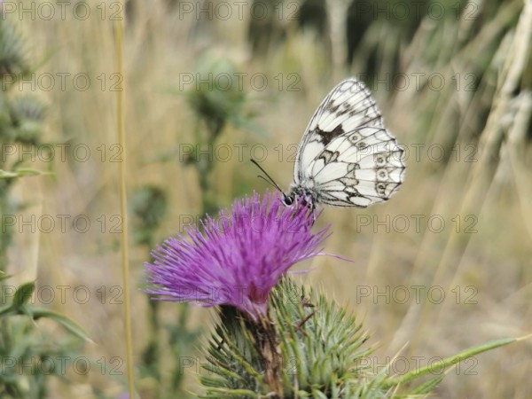 Close-up, A white checkerspot butterfly (melanargia galathea) on a purple thistle flower (carduus) in the meadow, Franconian Forest nature park Park