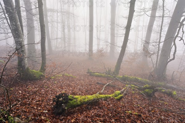 Moss-covered deadwood in foggy forest, Lägerngrat, Baden, Canton of Aargau, Switzerland