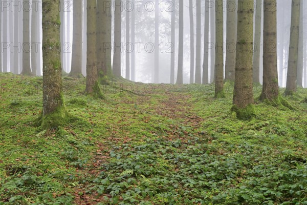 Forest in fog, Horben, Freiamt, Canton of Aargau, Switzerland