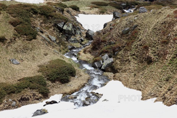 Ladschaft on the Transfogarasan Highway, Transfagarasan, connects the Arges Valley in Great Wallachia with the Olt Valley in Transylvania, crossing the Fagaras Mountains in the Transylvania Alps, to melt snow in May, Romania