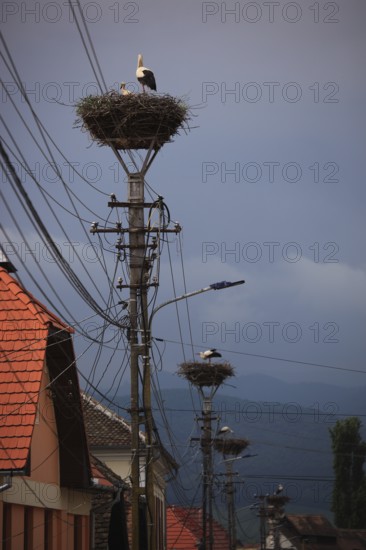 Storks in their stork nests in Cristian, German Grossau, a village in Sibiu County in Transylvania, Romania