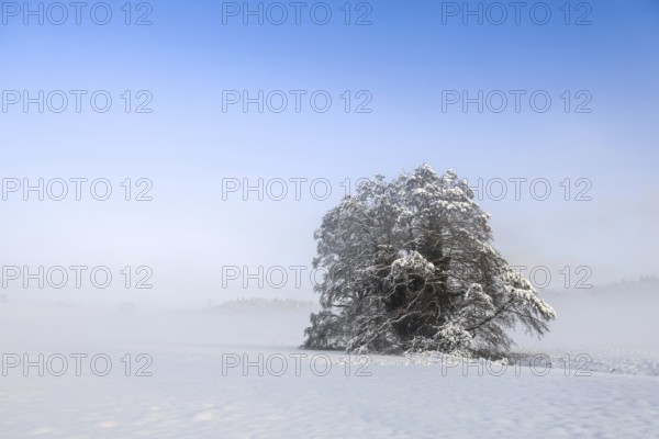 Single snow-covered tree in fog under blue sky, Stockach, Hegau, Konstanz district, Baden-Württemberg, Germany