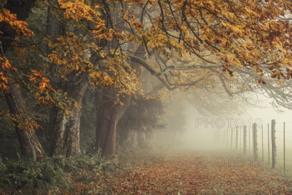 Autumnal chestnut trees (Aesculus hippocastanum) in the mist, with a path lined with orange and golden leaves, conveys a quiet, mystical atmosphere, Bodanrück, Bodman-Ludwigshafen, Constance district, Baden-Württemberg, Germany