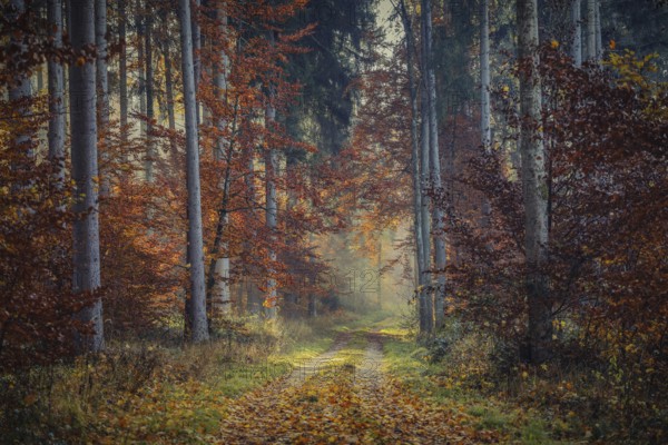 A trail in the forest with autumn colors and sunlight shining through the fog, Stockach, Hegau, Konstanz district, Baden-Württemberg, Germany