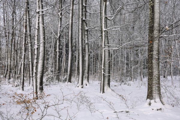 Snow-covered beech forest (Fagus sylvatica) in winter, the branches and trees are covered with snow and create a calm, monochrome atmosphere, Stockach, Hegau, district of Constance, Baden-Württemberg, Germany