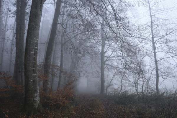 A mystical forest trail in thick fog, bare trees and autumnal atmosphere reinforce the mysterious atmosphere, Stockach, Hegau, Konstanz district, Baden-Württemberg, Germany