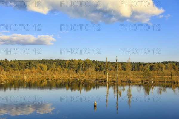 Calm lake with cloud reflection, surrounded by trees and covered with blue sky, Schwenninger moss Nature Reserve, Villingen-Schwenningen, Black Forest-Baar Kreis, Baden-Württemberg, Germany