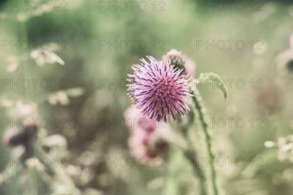 Close-up of a purple thistle (Cirsium) against a blurred green background
