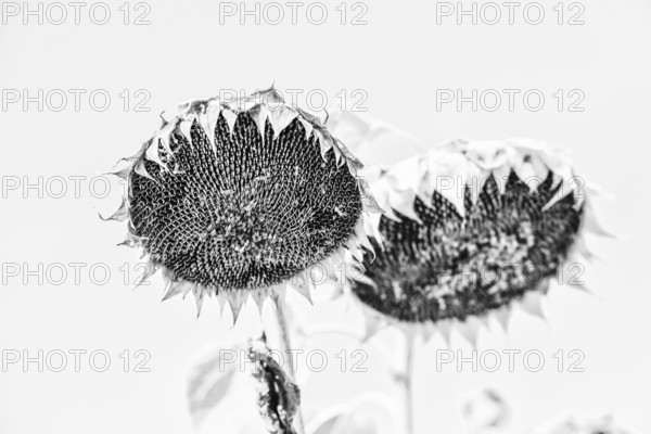 Faded sunflowers (Helianthus annus) in black and white