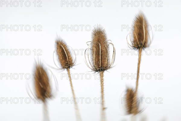 Blurred thistles (Dipsacus fullonum) against a light-coloured background in a minimalist style
