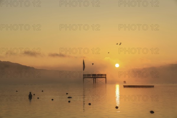 Überlinger See at sunrise with a jetty and flying birds in fog, Lake Constance, Bodman-Ludwigshafen, Konstanz district, Baden-Württemberg, Germany